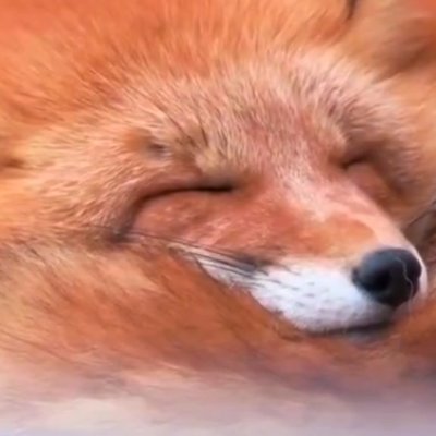 Wolf40112's profile picture. 