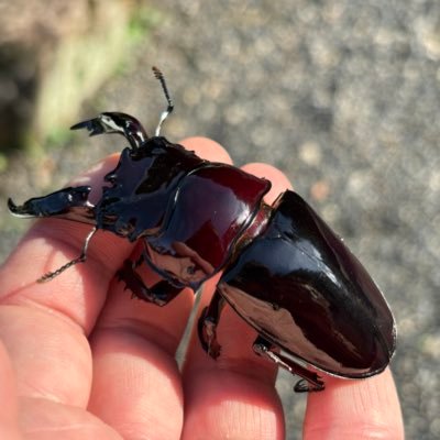 sesiriasama's profile picture. 