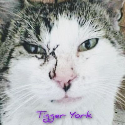 Yorkie lass Cancer remission 💙
Beach boys, David Bowie, The kinks, Rod Stewart, Human League, Coldplay Dogs, Birds, soaps, music, travelling, art, photography