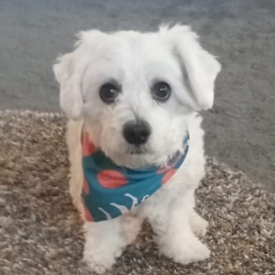 CrBa001's profile picture. Tweeting since: 10/01/15 “Spiritually minded is life eternal” - 2 Nephi 9:39