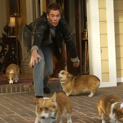 avocadoimpala21's profile picture. SPN 🧐 & CM🧎‍♀️& NCIS 🙌