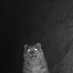 T3 nibbler Profile picture