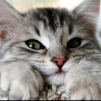 Iris 1164 (@iris1164) 's Twitter Profile