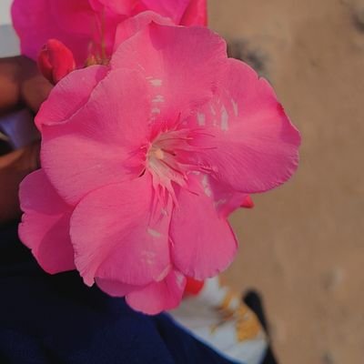 Passionnée par la lecture et l'écriture, mon seul voeu consiste à être consciente et de trouver le sens de ma vie .