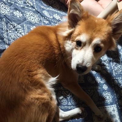 前のアカウントが消えちゃったので新しく作りました!
皆様、またまたよろしくお願いします☺️
疾風(はやて)2018.8.2に我が家へ。
常磐(ときわ)2024.10.24に我が家へ。