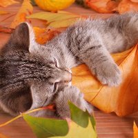 Claudia🐈 (@c_kitten85) 's Twitter Profile