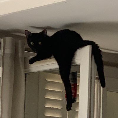 nomoreviolet's profile picture. Being smart never stoped me from being fucking stupid