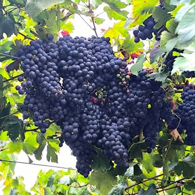 axouxere_tmb's profile picture. .