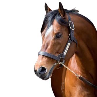AT THE BARRIERS Tasmania is a Podcast & News service promoting all aspects of Tasmanian Thoroughbred Racing & Breeding