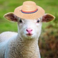 Cordero (@fcorderop) 's Twitter Profile