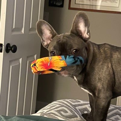 CHoney62's profile picture. I wish every porch had a swing*Lover of dogs and all things Auburn * Constitutional Conservative * Potty mouth * I block liberals and bammers