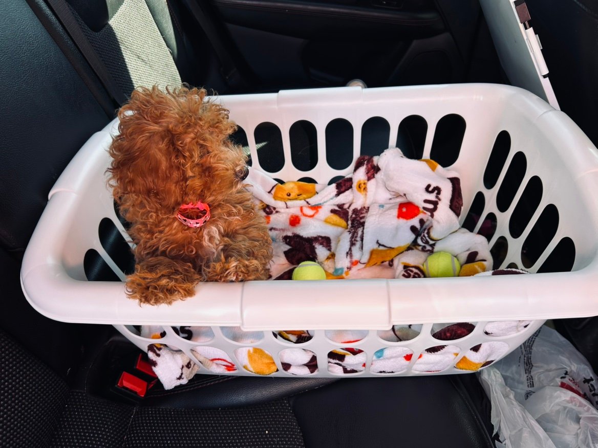 ShaneKogerbear's profile picture. 