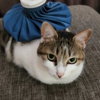 さしみ猫 (@nssfogb7yh4926) 's Twitter Profile