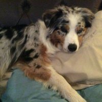 callem (@usethispuppyboy) 's Twitter Profile