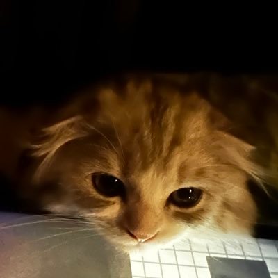 memedoreme_'s profile picture. 