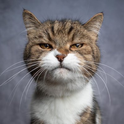 Milirypto's profile picture. cRypto