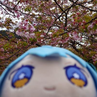 生茶🌸☄️@9/6ホロ花火参加!!!さんのプロフィール画像