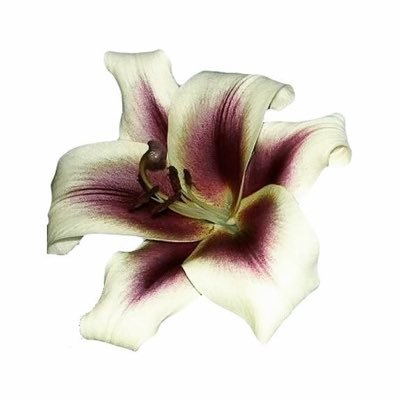 velourmour's profile picture. for seventeen ★