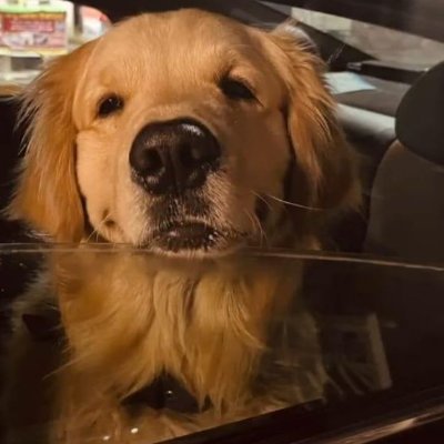 ౨ৎ resident evil golden retriever https://t.co/PON9mjVadc