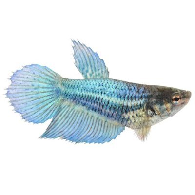 mooooonstoone's profile picture. — ˙ ⊹ Fan Account - Moved - @sourgifs  ˙ ⊹ TNX3 •  ୧