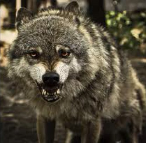 shadewolfsnarl's profile picture. I'll fight until the end, be ready to collide. I'll watch you fall, and bury you alive. Now I stand and watch you crawl. Partner of: @_SerratedGrin_