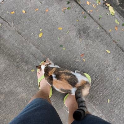 Canelonirap's profile picture. 