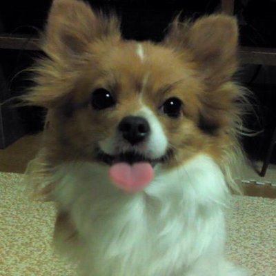 nisepapimomo's profile picture. ももちゃんの一周忌を終えました。再会できる日がまた近付きました。
🇯🇵日本保守党党員🇯🇵です。🐿#Msrb🐿
#山 #花 #ガーデニング