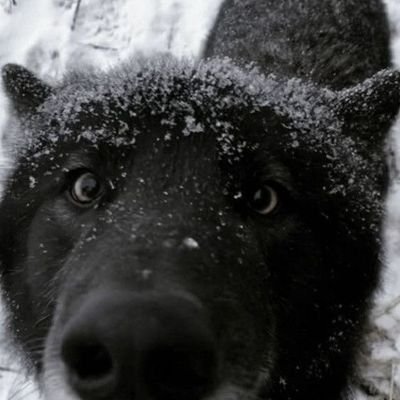 I follow back ◜✧ edtwt + venttwt ✧*。 severe ocd + asd 。*゚+ mexican ✧◝ wolf