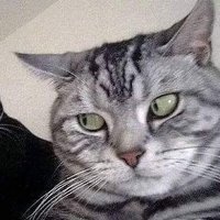 kittyzC /ᐠ •⩊• ᐟ\ᡣ𐭩 (@depressedc_c) 's Twitter Profile