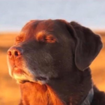 aiden_ssb's profile picture. NEPA Wolf | 24