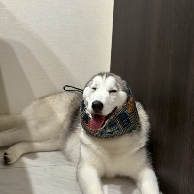 2024.10.19産まれ「♀」広中ケンネルさん出身。ハスキー飼うの初めてで、てんやわんや。よろしくお願いします🐺🐾 よくネオパーサに出没します