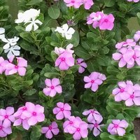 Deepak Kumar (@deepakk80482347) 's Twitter Profile