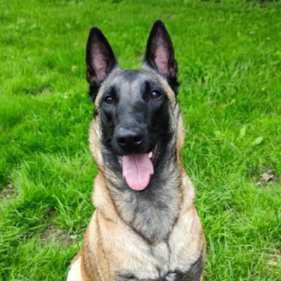 Veltro__'s profile picture. 