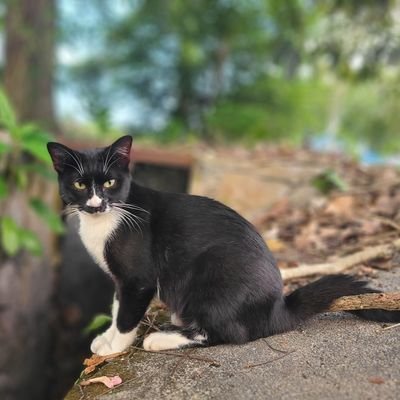 Rescue Straycat 🐈 Cats Lovers ❤️
Syukur Alhamdulillah ❤️