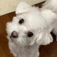 あいラジディレクター カーキ (すーさん) (@khakidairaji) 's Twitter Profile Photo あいラジディレクター カーキ (すーさん) (@khakidairaji) 's Twitter Profile Photo