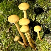 shroom (@shroomkit) 's Twitter Profile