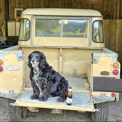 TomMaso60911765's profile picture. 