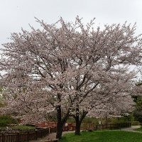 🌸m!d0.k-s.s❣️ (@kvgfojggzq70053) 's Twitter Profile Photo