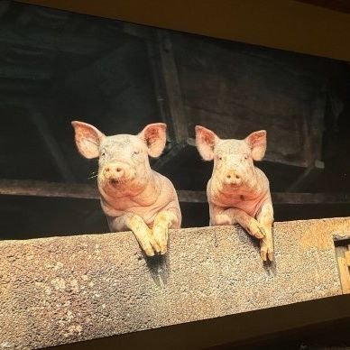 sddoqer's profile picture. 