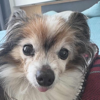 Dominik09966032's profile picture. Kreml i konfederacja - wspólna racja