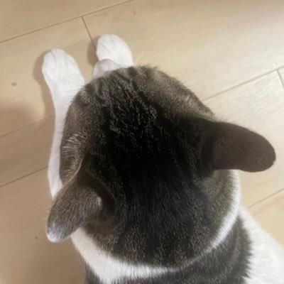 kuma071402's profile picture. 神戸大学 法学部