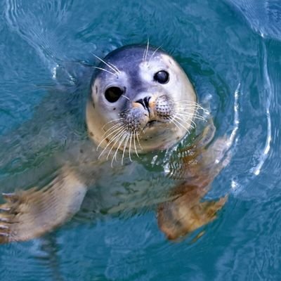 Seal Soldier π¦π¦π. Profile