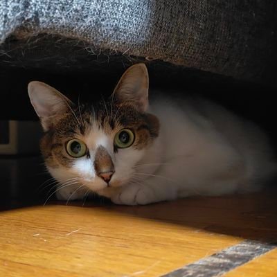 vqWWDy5enw36082's profile picture. 声出すの恥ずかしい人      12月30日までわんこ　3日間♡