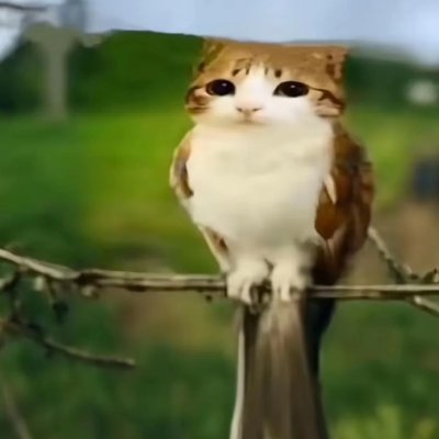 TomIzHere2's profile picture. 