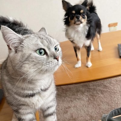 もと駿台予備学校「倫理」講師、その他大手予備校で「日本史」講師、大昔にはみすゞ学苑「世界史」担当🐶🐱ワンニャンいます