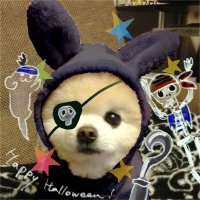 ご予約済✦向日葵畑をお散歩✦うさぎちゃんの1日…アレンジ 毎年何かしら可愛いアイテムを置いてあります . まゆみ農園の