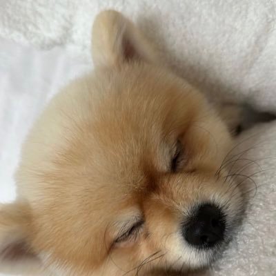 Ciesul's profile picture. 