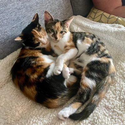 PhD Social Policy. Town planner & environmentalist living in Wales! helping to run the Chepstow Benthyg and coping with 2 manic kittens.