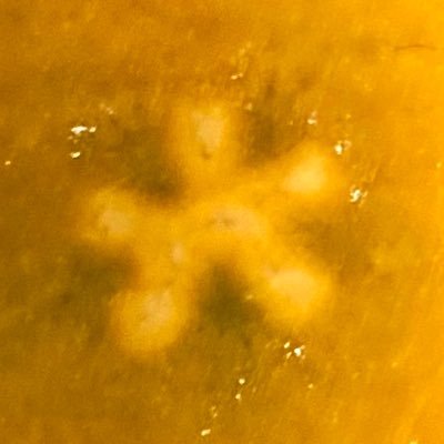 Rin2000_0223's profile picture. アリの心臓ノミの肝