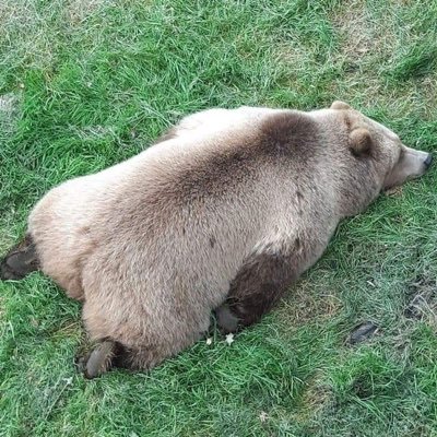 Jiro_sun_n's profile picture. 雑アカウント。動物が好き。カービィ激推し。筋肉好き。ケモノ好き。ゲーム好き。とても適当な呟き。無言フォローしますすみません。